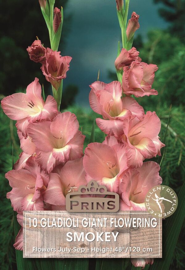 Large Gladioli 'Smokey' Summer Giant Flowering Bulbs Pack x10