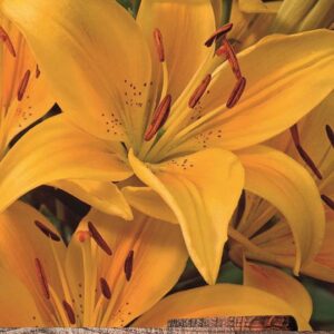 Lilium Asiatic Lily 'Madras' WPC Prins Bulbs/Tubers Pack x2