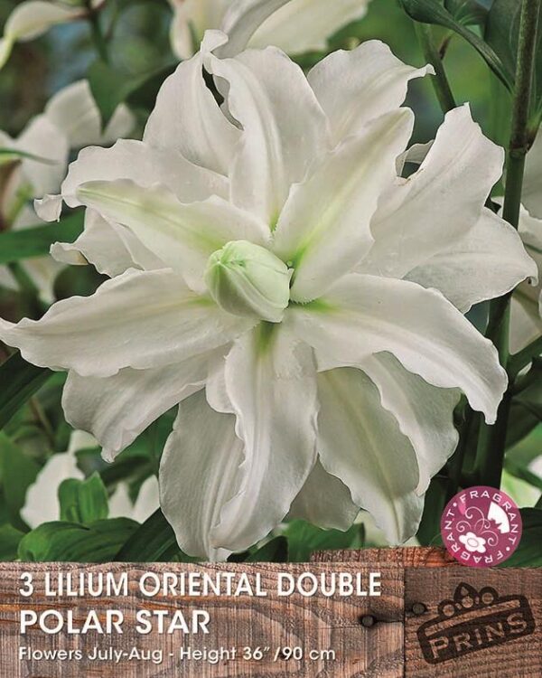 Double Flowering Lillium Lily ''Polar Star'' WPC Prins Quality Bulbs/Tubers Pack x3