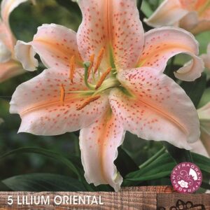 Lillium Lily Oriental 'Salmon Star' WPC Prins Value Pack x5 Bulbs