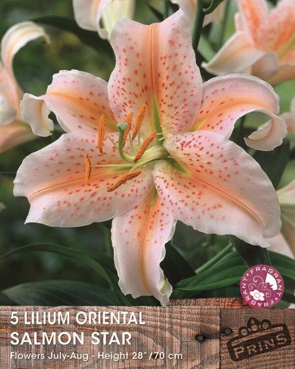 Lillium Lily Oriental 'Salmon Star' WPC Prins Value Pack x5 Bulbs