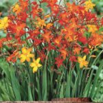 Crocosmia 'Mixed' Summer Flowering Bulbs Pack x20