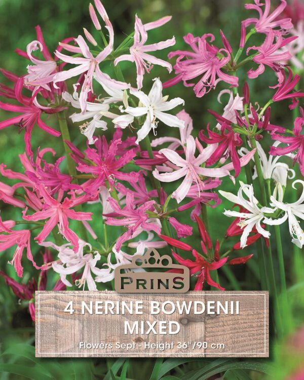 Nerine Bowdenii 'Mixed' WPC Prins Quality Bulbs/Tubers Value Pack x4