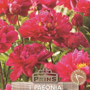Peony Red Paeonia Lactiflora Quality Summer Flowering Perennial Bulb/Tuber/Root