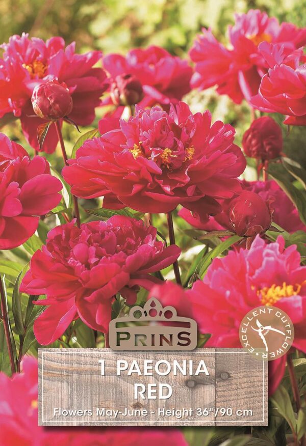 Peony Red Paeonia Lactiflora Quality Summer Flowering Perennial Bulb/Tuber/Root