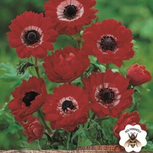 Anemone St. Brigid Red 'Governor' WPC Prins Bulbs Pack 15