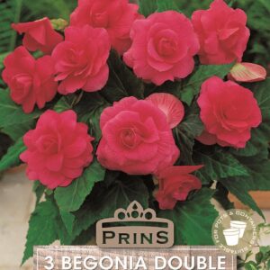 Begonia Double Pink WPC Prins Quality Bulbs & Tubers Pack x3