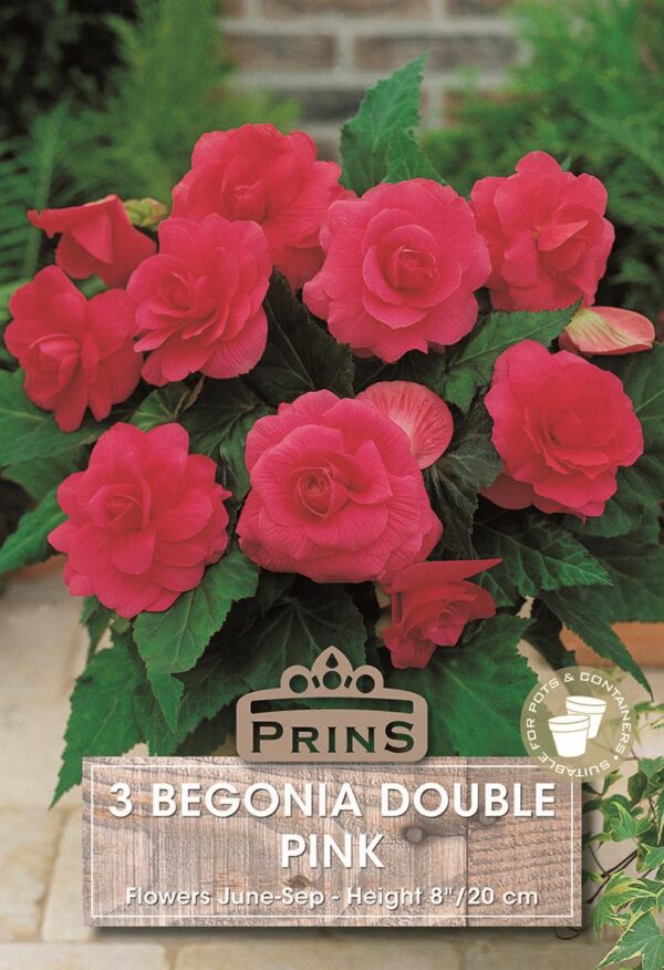 Begonia Double Pink WPC Prins Quality Bulbs & Tubers Pack x3