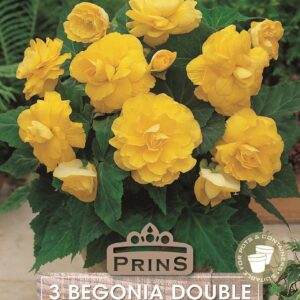 Begonia Double Yellow Quality Bulbs & Tubers Pack x3