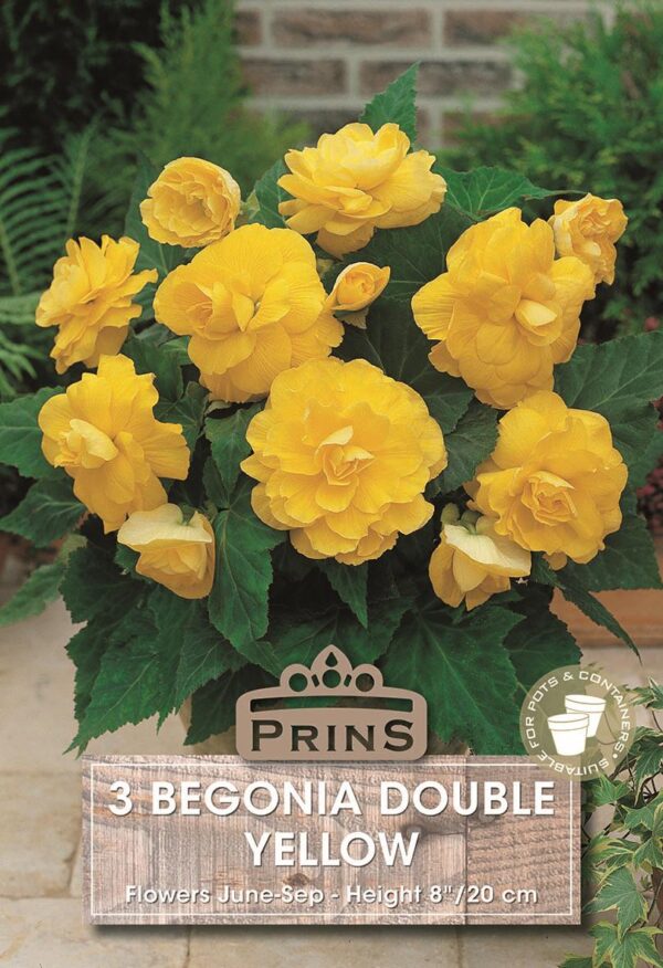 Begonia Double Yellow Quality Bulbs & Tubers Pack x3