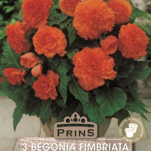 Begonia 'Fimbriata' Orange WPC Prins Quality Bulbs/Tubers Pack x3