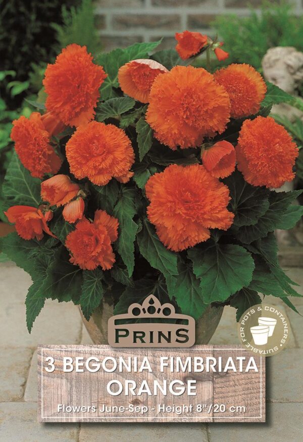 Begonia 'Fimbriata' Orange WPC Prins Quality Bulbs/Tubers Pack x3