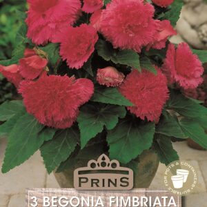 Begonia 'Fimbriata' Pink WPC Prins Quality Bulbs/Tubers Pack x3