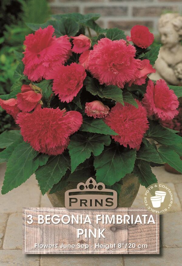 Begonia 'Fimbriata' Pink WPC Prins Quality Bulbs/Tubers Pack x3