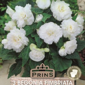 Begonia 'Fimbriata White' WPC Prins Quality Bulbs/Tubers Pack x3