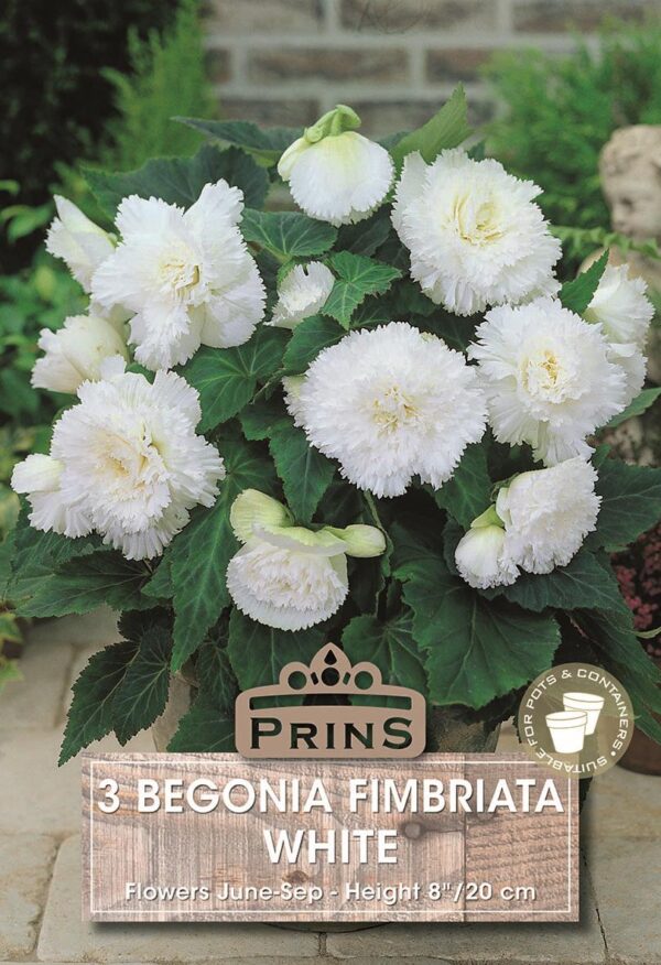Begonia 'Fimbriata White' WPC Prins Quality Bulbs/Tubers Pack x3