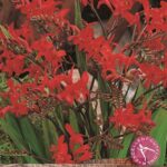 Crocosmia Lucifer (Montbretia) Summer Bulbs WPC Prins Quality Corms Pack x5