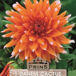 Dahlia Cactus Type 'Colour Spectacle' Bulb/Tuber Pack x1