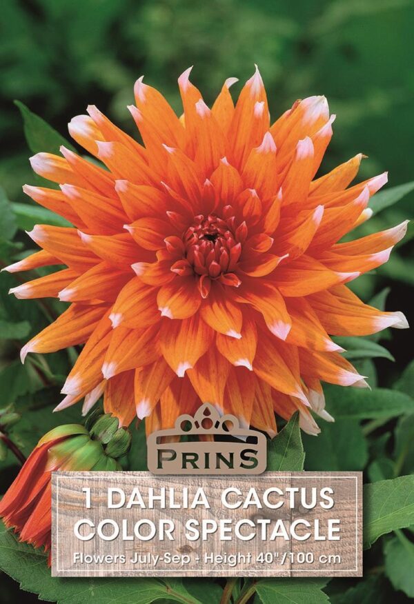 Dahlia Cactus Type 'Colour Spectacle' Bulb/Tuber Pack x1