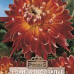 Dahlia Tuber Decorative 'Akita' WPC Prins Quality Bulb/Tuber