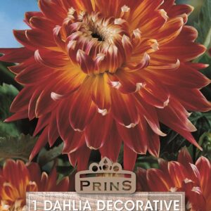 Dahlia Tuber Decorative 'Akita' WPC Prins Quality Bulb/Tuber