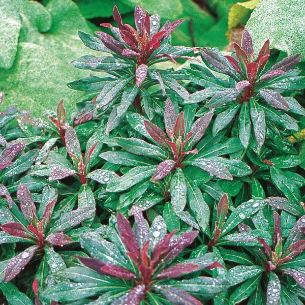 Euphorbia Amygdaloides 'Purpurea' Perennial Plug Plants Pack x6