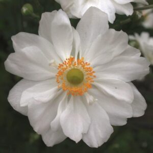 Anemone Japanese Hybrida 'Whirlwind' Perennial 9cm Pot Plants Pack x3