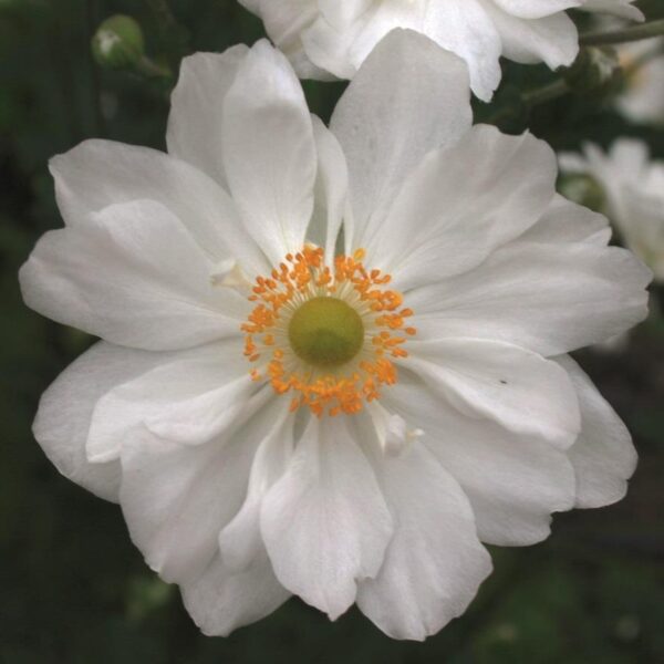 Anemone Japanese Hybrida 'Whirlwind' Perennial 9cm Pot Plants Pack x3