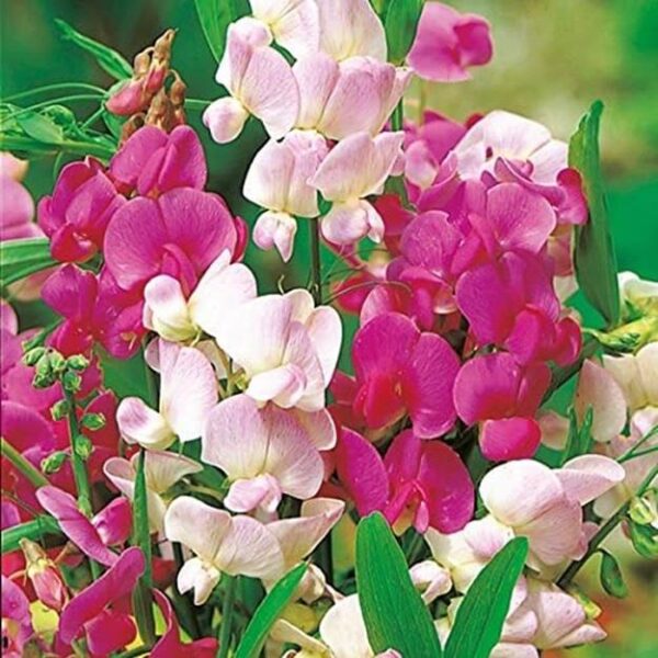 Lathyrus Latifolius Mix (Everlasting Sweet Pea) XXL Supersize Plug Plants Pack x3