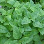 Mentha / Mint 'Lemon Mint' Garden Herb Supersize XXL Plug Plants Pack x 3