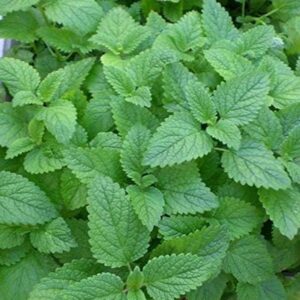 Mentha / Mint 'Lemon Mint' Garden Herb Supersize XXL Plug Plants Pack x 3