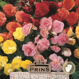 Begonia 'Non Stop Mixed' WPC Prins Quality Bulbs/Tubers Pack x3