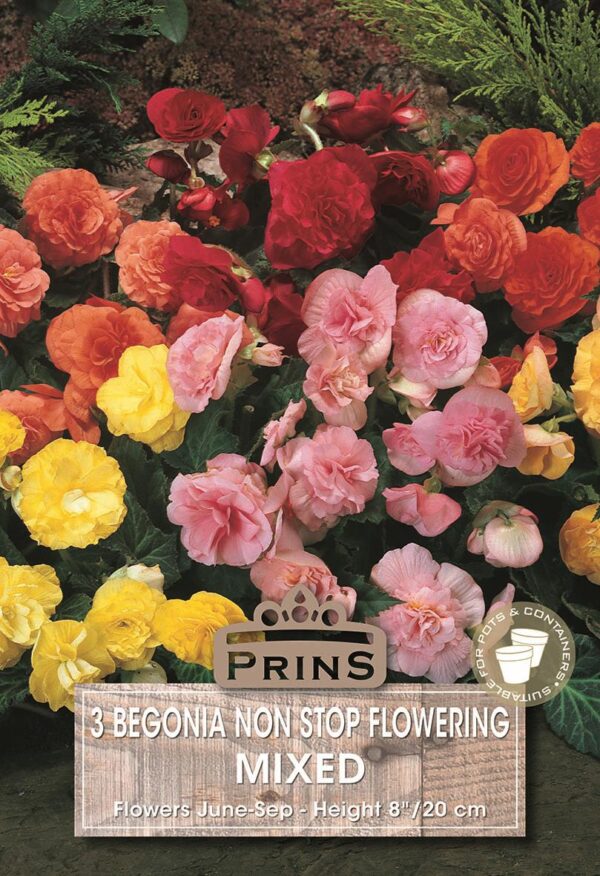 Begonia 'Non Stop Mixed' WPC Prins Quality Bulbs/Tubers Pack x3