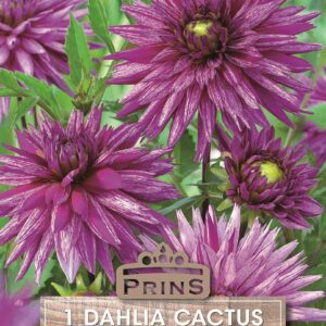 Dahlia Special Cactus 'Striped Ambition' W.P.C. Prins Quality Bulbs & Tubers