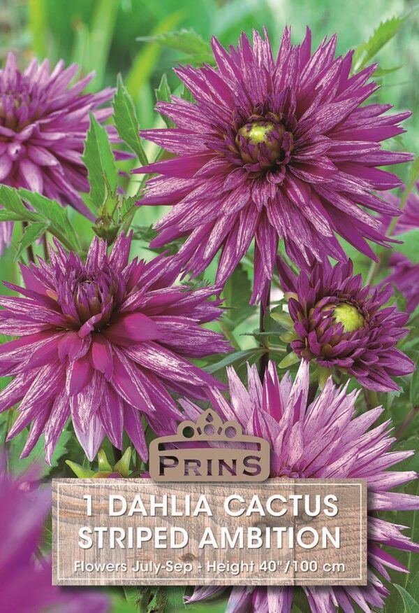 Dahlia Special Cactus 'Striped Ambition' W.P.C. Prins Quality Bulbs & Tubers