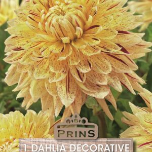 Dahlia Bulb/Tuber Dinner Plate 'Cambridge' WPC.Prins Summer Bulbs
