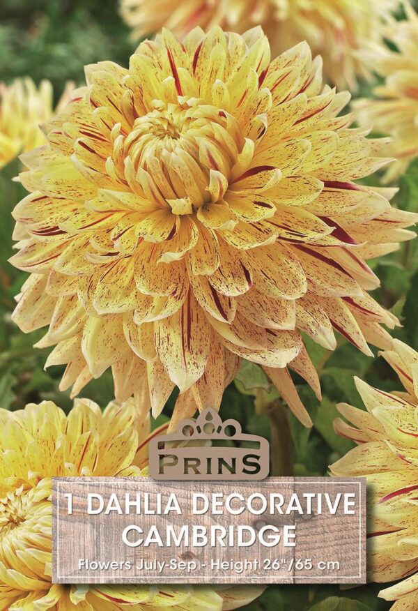 Dahlia Bulb/Tuber Dinner Plate 'Cambridge' WPC.Prins Summer Bulbs