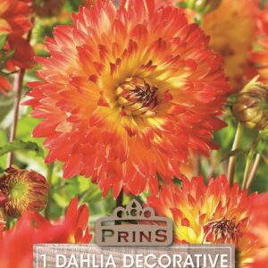 Dahlia Bulb/Tuber Decorative 'Procyon' WPC Prins Quality Summer Bulbs