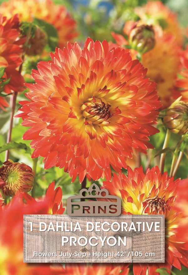 Dahlia Bulb/Tuber Decorative 'Procyon' WPC Prins Quality Summer Bulbs