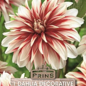 Dahlia Decorative 'Catching Fire' WPC Prins Quality Bulb/Tuber