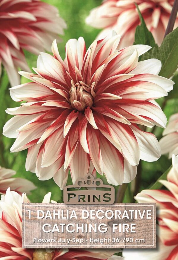 Dahlia Decorative 'Catching Fire' WPC Prins Quality Bulb/Tuber