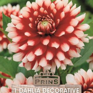 Dahlia Decorative 'Duet' WPC Prins Quality Summer Bulbs & Tubers