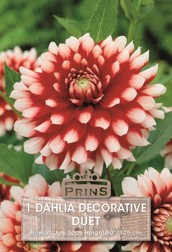 Dahlia Decorative 'Duet' WPC Prins Quality Summer Bulbs & Tubers