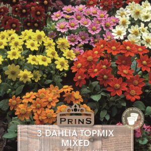 Dahlia Dwarf 'Topmix' WPC Prins Summer Bulbs & Tubers Value Pack x3