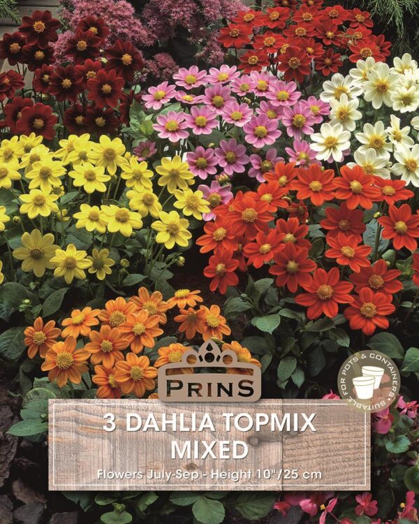 Dahlia Dwarf 'Topmix' WPC Prins Summer Bulbs & Tubers Value Pack x3