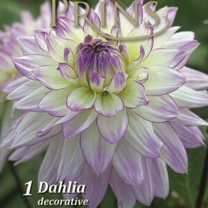 Dahlia 'Crazy Love' WPC. Prins Quality Summer Bulbs & Tubers Pack x1