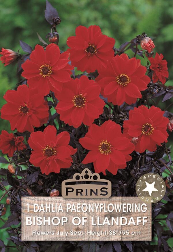 Dahlia Tuber Bronze Leaf 'Bishop of Llandaff' Quality Bulbs Pack x1