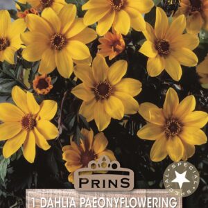Dahlia Tuber Bronze Leaf Dahlia 'Bishop of York' Quality Bulbs