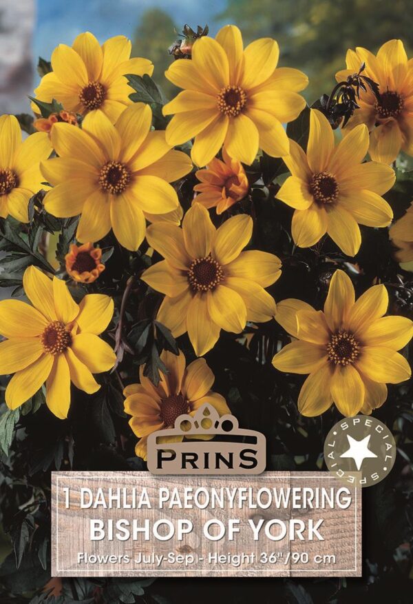 Dahlia Tuber Bronze Leaf Dahlia 'Bishop of York' Quality Bulbs