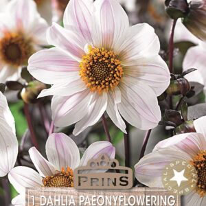 Dahlia Bishop of Dover Tuber
